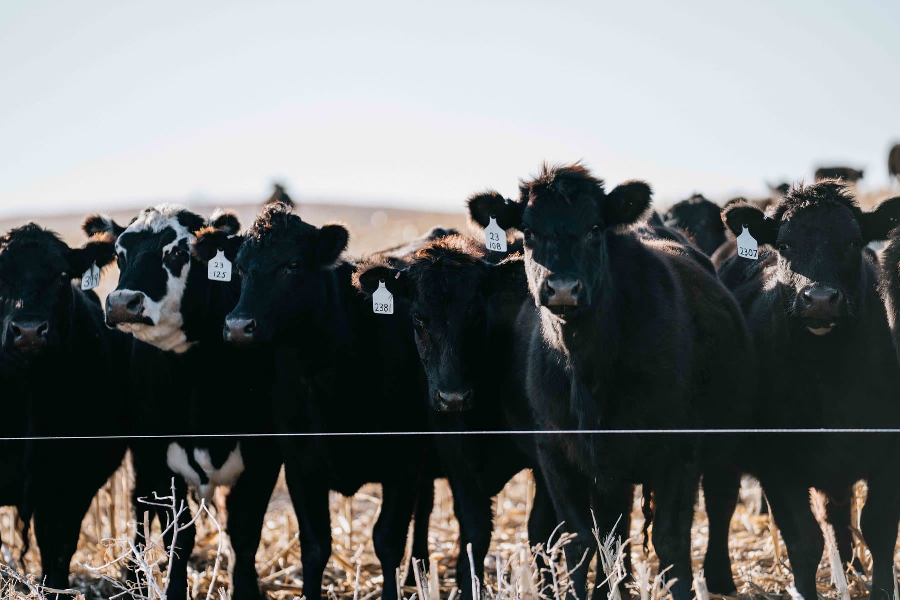 Black cattle standing behind a tight single-wire fence line at dusk.